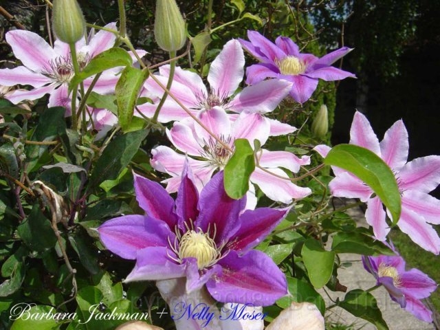 Clematis 'Nelly Moser'.jpg